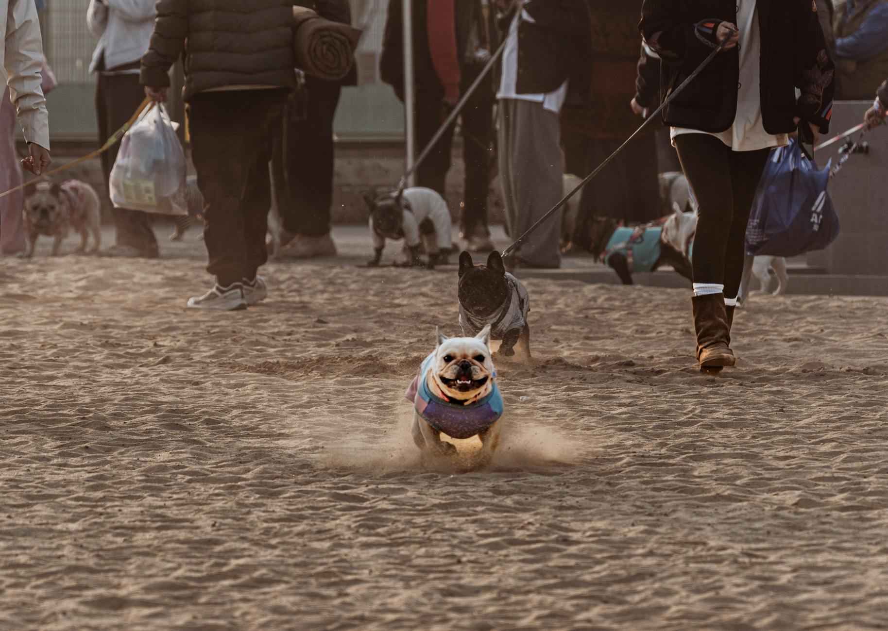 Captivating scene of dogs running joyfully on a sandy beach with their owners during a warm day.