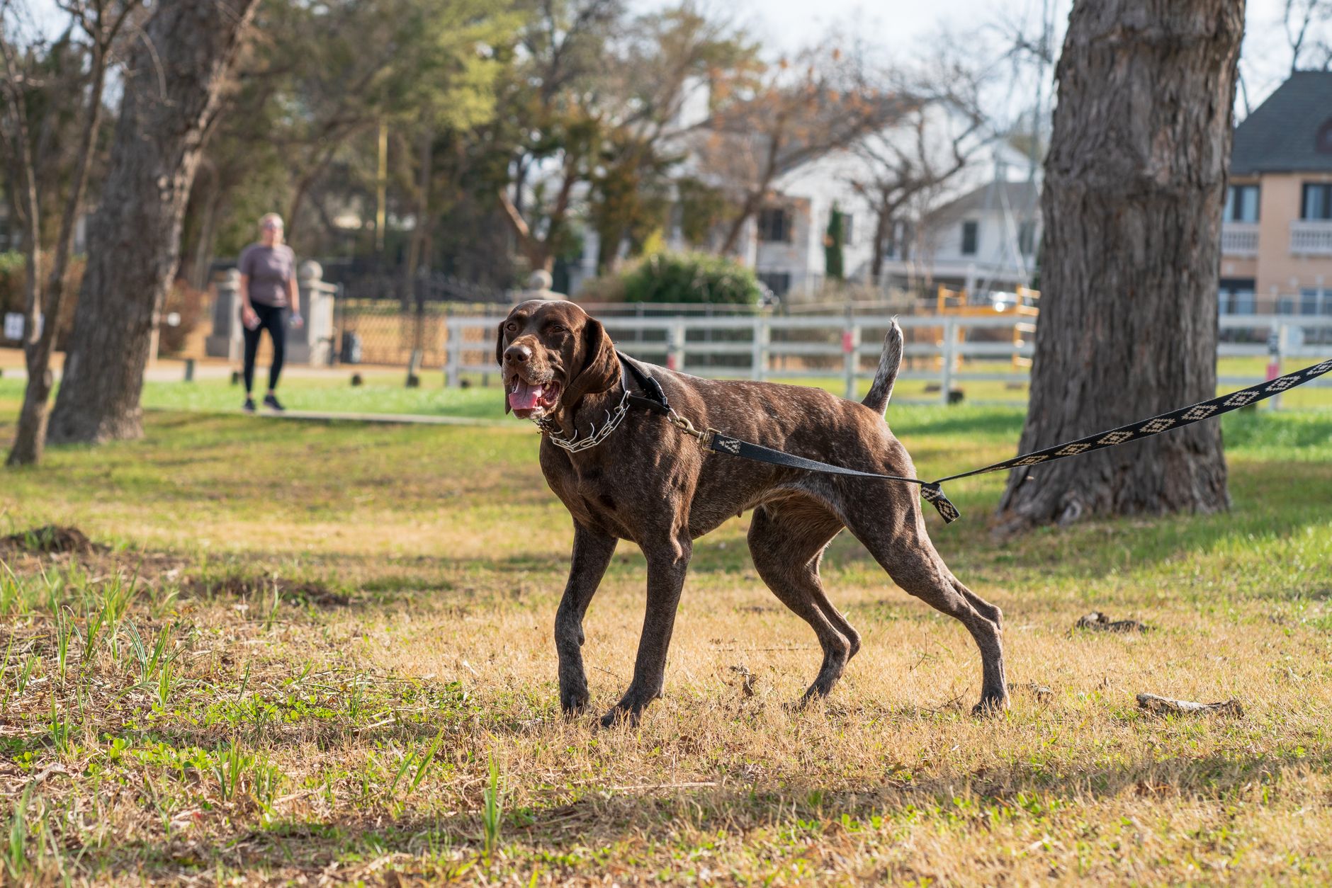 A brown dog on a leash walks in a sunny park surrounded by trees and open space.